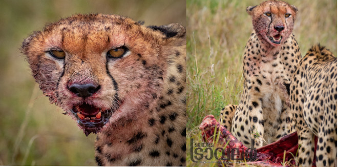 masai mara five cheetah after hunt